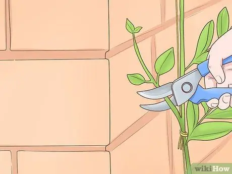 Чернослив Cytisus Battandieri Step 10