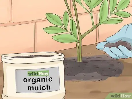 Чернослив Cytisus Battandieri Step 11