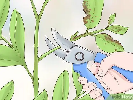 Чернослив Cytisus Battandieri Шаг 2