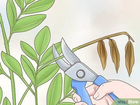 Чернослив Cytisus Battandieri Шаг 3