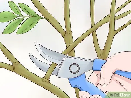 Чернослив Cytisus Battandieri Step 4