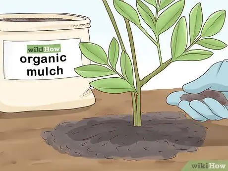 Чернослив Cytisus Battandieri Шаг 5