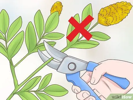 Чернослив Cytisus Battandieri Step 6