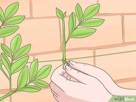 Чернослив Cytisus Battandieri Step 7