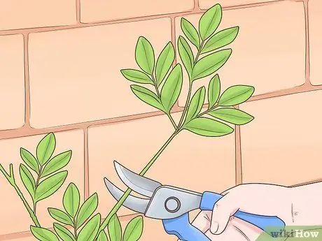Чернослив Cytisus Battandieri Step 8
