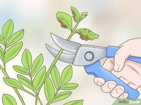 Чернослив Cytisus Battandieri Шаг 9