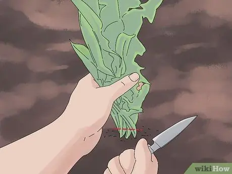 Выращивание одуванчиков, шаг 5