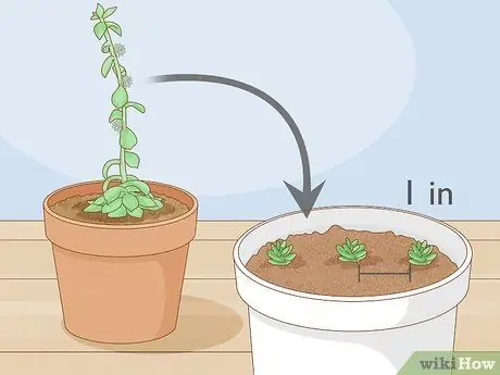 Чернослив суккуленты Шаг 7