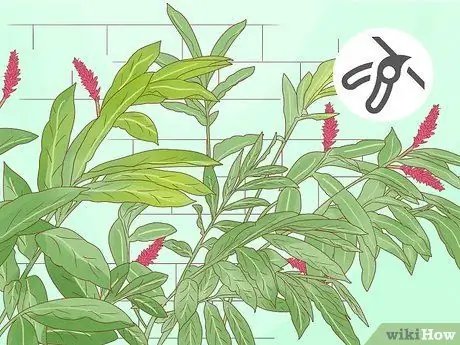 Чернослив Красный имбирь Шаг 1