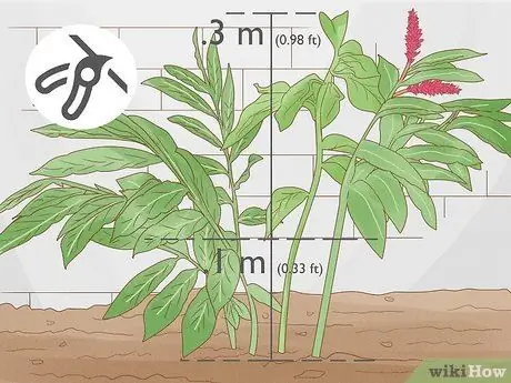 Чернослив Красный имбирь Шаг 10