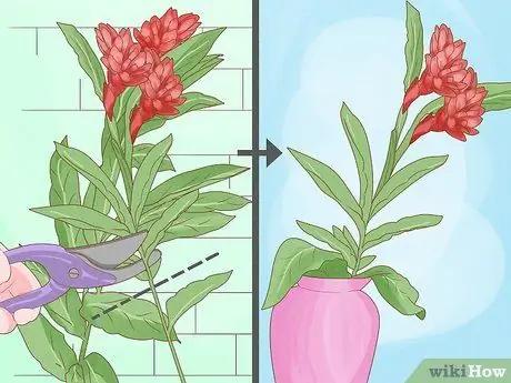 Чернослив Красный имбирь Шаг 11