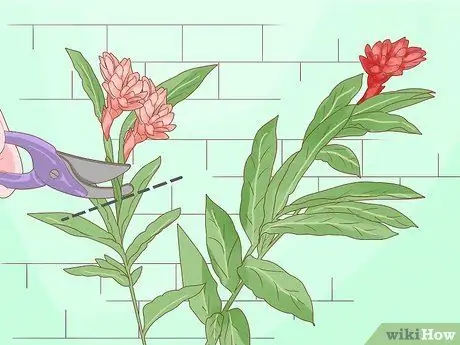 Чернослив Красный имбирь Шаг 2