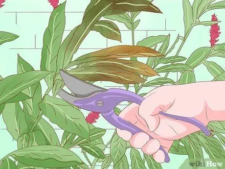 Чернослив с имбирем с красной пуговицей, шаг 3