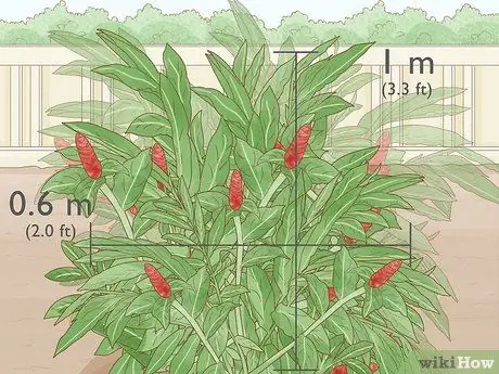 Чернослив Красный имбирь Шаг 5