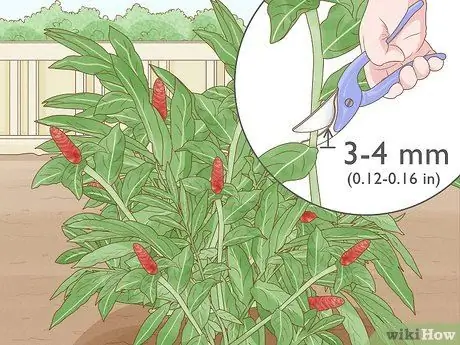 Чернослив Красный имбирь Шаг 6