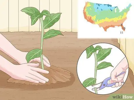 Чернослив Красный имбирь Шаг 8