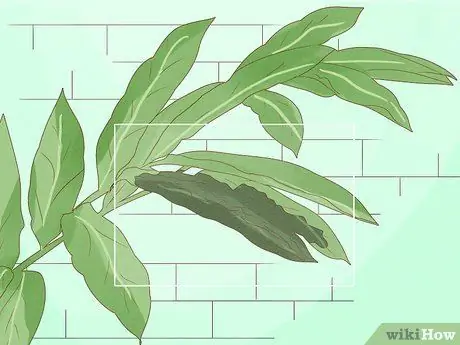 Чернослив Красный имбирь Шаг 9