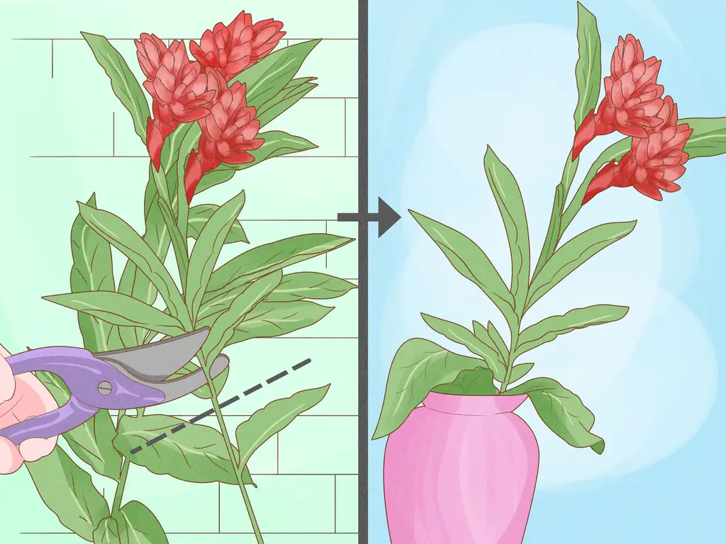 3 способа обрезки красного имбиря