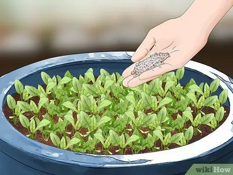 Посадить шпинат в горшок Шаг 11
