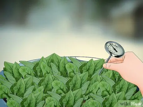 Посадить шпинат в горшок Шаг 13