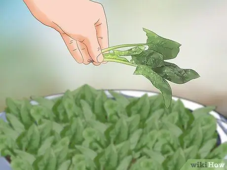 Посадить шпинат в горшочки Шаг 15