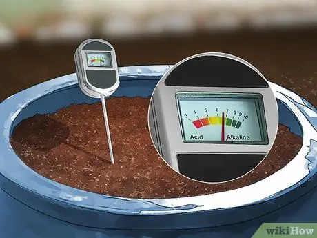 Посадить шпинат в горшок Шаг 5