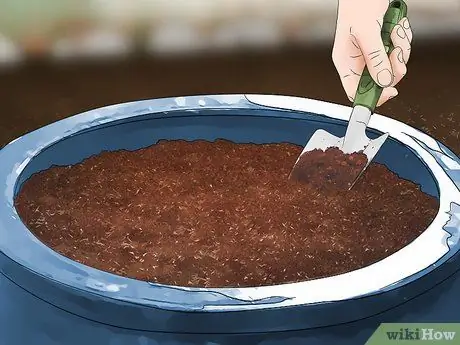 Посадить шпинат в горшок Шаг 6