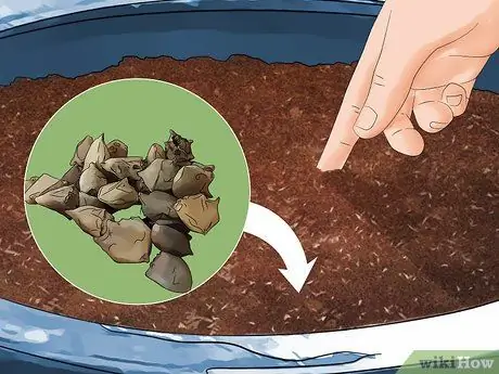 Посадить шпинат в горшочки Шаг 8