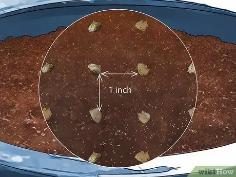 Посадить шпинат в горшок Шаг 9