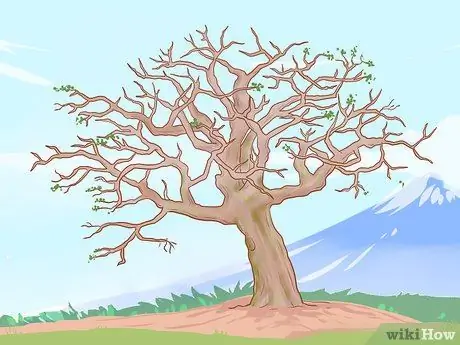 Обрезка старых яблонь, шаг 1