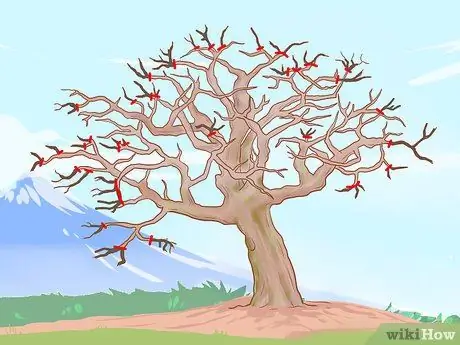 Обрезка старых яблонь Шаг 10