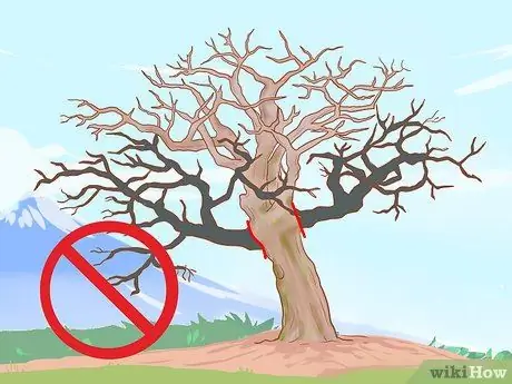 Обрезка старых яблонь Шаг 11