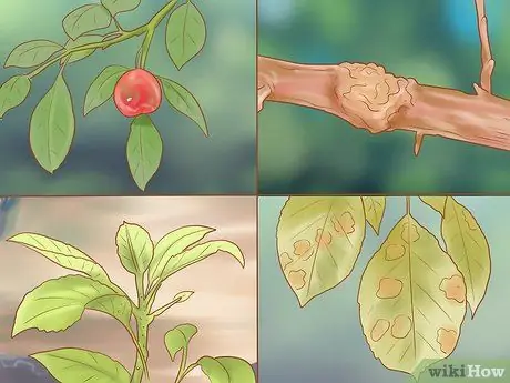 Обрезка старых яблонь Шаг 12