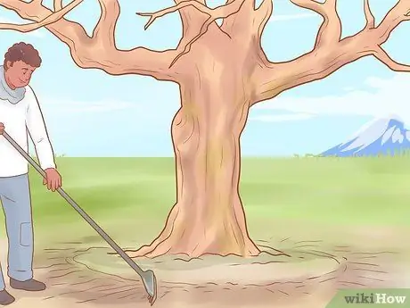 Обрезка старых яблонь Шаг 15