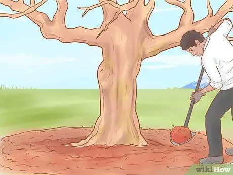 Обрезка старых яблонь Шаг 16