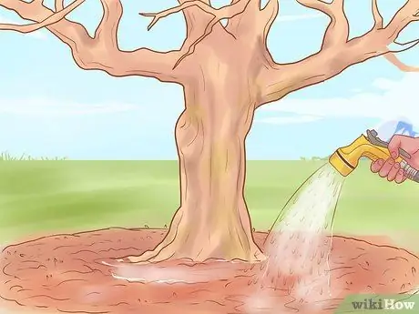 Обрезка старых яблонь Шаг 17