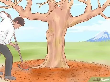 Обрезка старых яблонь Шаг 18