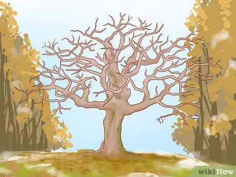 Обрезка старых яблонь, шаг 2