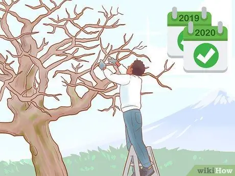 Обрезка старых яблонь Шаг 20