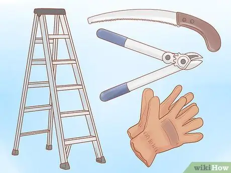 Обрезка старых яблонь, шаг 3