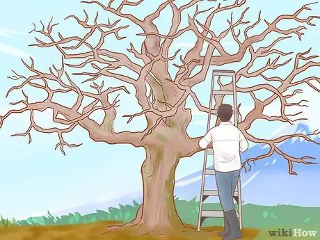 Обрезка старых яблонь, шаг 5