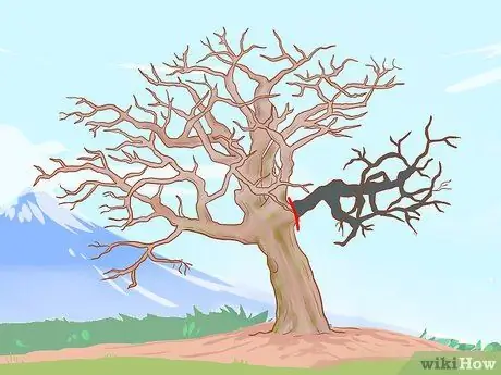 Обрезка старых яблонь Шаг 7