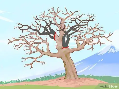 Обрезка старых яблонь Шаг 8