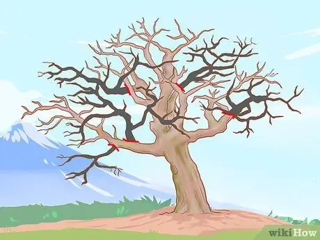 Обрезка старых яблонь Шаг 9