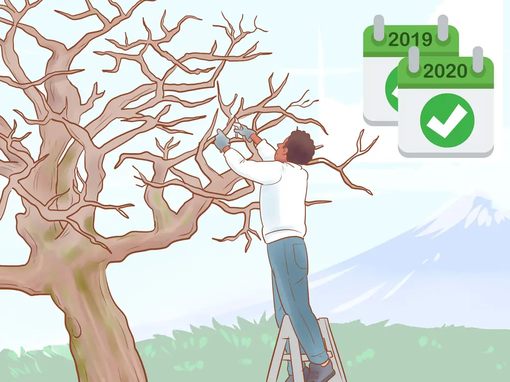 Как обрезать старые яблони (с иллюстрациями)