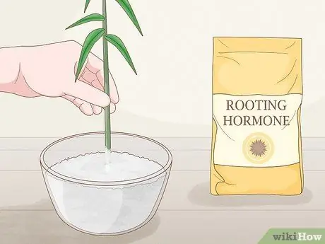 Сократить Penstemon Step 10