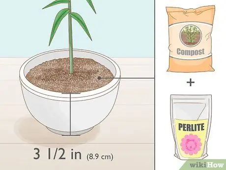 Сократить Penstemon Step 11