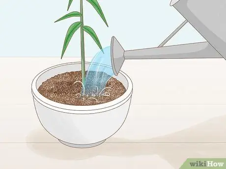 Сократить Penstemon Step 12