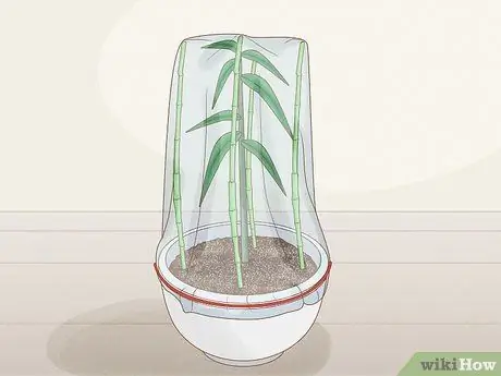 Сократить Penstemon Step 13