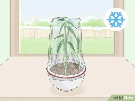 Сократить Penstemon Step 14